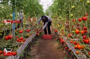سپاه امام رضا(ع) در روستاهای خراسان رضوی اشتغال ایجاد می&zwnj;کند