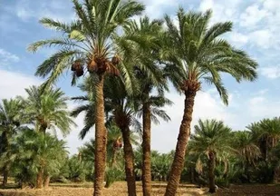 حمایت از نخلداران خرمشهری با خرید یک&zwnj;هزار و ۵۰۰ تن خرما