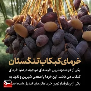 داغ شدن هشتگ خرمای تنگستان درفضای مجازی