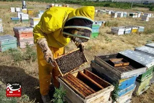 آشنایی زنبورداران اندیکا با پرورش زنبور عسل