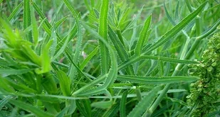 گیاهان خوراکی خود رو؛ گنجینه&zwnj;ای ارزشمند در کمیجان