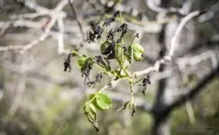 ۵۷۰ میلیارد تومان خسارت سرمازدگی به باغات شهرستان شاهرود وارد شد