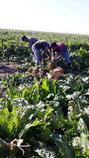 الگوی عملی درمسیر خودکفایی حوزه کشاورزی و امنیت غذایی