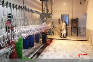 بزودی ساخت ١٧ واحد صنعتی پرورش مرغ گوشتی در ایرانشهر آغاز می&zwnj;شود