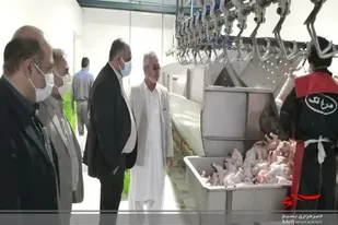 آغاز ساخت ١٧ واحد صنعتی پرورش مرغ گوشتی در ایرانشهر