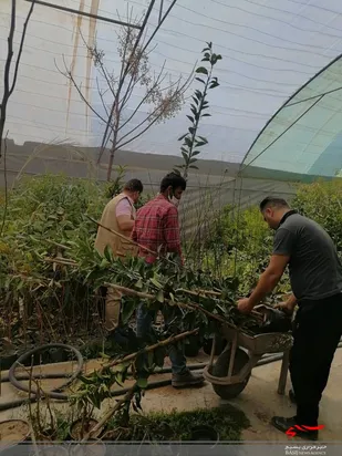 اهدا 200 اصله نهال میوه به کشاورزان گلباف