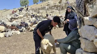 واکسیناسیون هفت هزار دام و طیور توسط جهادگران بسیجی در باشت + (تصاویر)