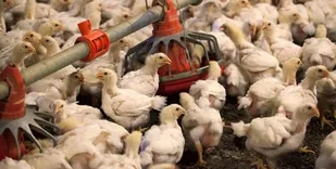 روسیه از ابتلای انسانی بیماری فوق حاد پرندگان خبر داد
