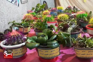 کاشت و توزیع گل توسط گروه جهادی فاطمیون شهرستان رزن