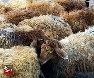 مهلت سه ماهه دادستان رامشیر برای ساخت مرکز خرید و فروش دام