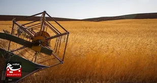 پیش بینی برداشت ۱۹ هزار تن گندم از کشاورزان دزفول