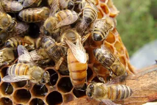 اصلاح نژاد زنبور عسل برای اولین بار در یزد