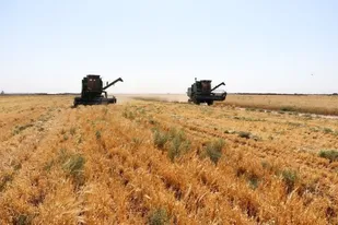 آغاز برداشت خوشه های طلایی از مزارع کشاورزی استان قزوین&nbsp;