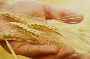 تولید استراتژیک جو و گندم در کاشمر