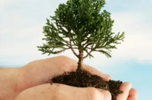 غرس 763 اصله نهال به همت بسیج سازندگی تویسرکان