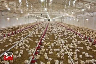 جوجه&zwnj;ریزی ۸۷۹ هزار قطعه در واحدهای مرغداری سیستان و بلوچستان