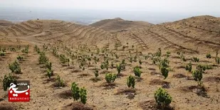 کاشت هزار اصله نهال در سطح ۱۵ هکتار با حکم قاضی در خواف