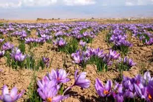 بازار زعفران در دست مافیای خرید