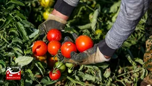 برداشت ۱۰۰ هزار تن گوجه&zwnj;فرنگی در پارس&zwnj;آباد