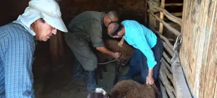 اجرای اردوی جهادی دامپزشکی در سه روستای بخش نخطالو شهرستان باروق