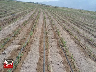 مطالعات ۲۰ هزار هکتار اراضی سیستان وبلوچستان برای اجرای سیستمهای نوین آبیاری به اتمام رسید