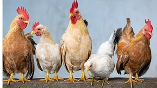 با دستور دادستانی خروج مرغ از بهبهان ممنوع شد