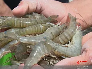بیمه آبزی پروری اجباری می&zwnj;شود