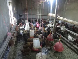 افتتاح سه طرح اقتصاد مقاومتی با 370 میلیون ریال در اسدآباد