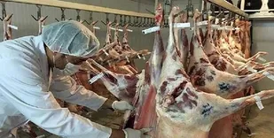 نظارت شرعی و بهداشتی ذبح دام در تاسوعا و عاشورای حسینی (ع)در ایلام
