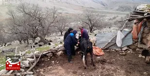 نیروهای جهادی دست به کار شدند؛ درمان رایگان بیش از ۵۰ هزار دام در مناطق محروم اندیکا