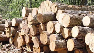 کشف ۱۵ تن چوب قاچاق در رزن