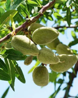 پیش بینی برداشت ۱۰۰ تن بادام از باغات شهرستان البرز