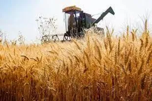 خرید تضمینی گندم در هشترود از مرز ۵۲ هزار تن گذشت