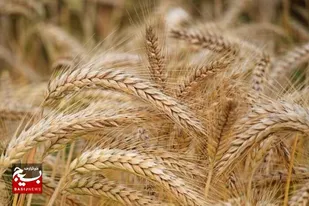 برداشت بیش از ۱۰۰ هزار تن گندم در حمیدیه