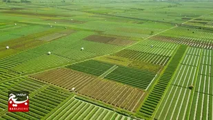 احیای اراضی قابل کشت برای طرح ۵۵٠ هزار هکتاری خوزستان