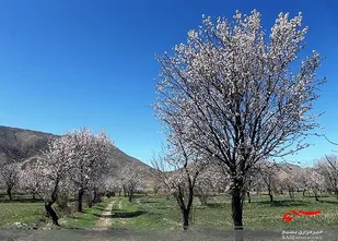 طراوت بهاران گلپایگان