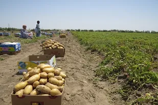 برداشت سیب زمینی بهاره در ایرانشهر