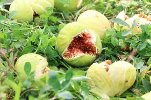 سومین جشنواره&zwnj; انجیر ارس برگزار شد/ رتبه نخست جلفا در تولید انجیر