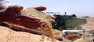گندم مازندران روی دست کشاورزان؛خریداری نیست!