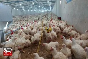 بیش از ۶۵۰ تن گوشت مرغ در فنوج تولیدشد