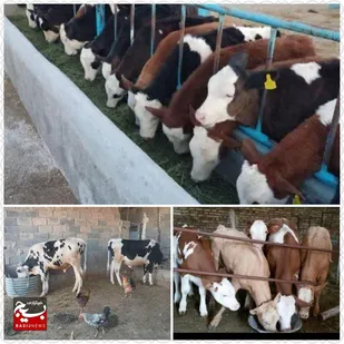 اشتغال زایی جوان با استعداد درروستای مشراگه هندیجان