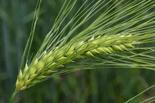 قرارداد بیش از 4 هزار هکتار کشت گندم آبی در استان زنجان