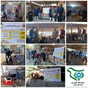 اردوی جهادی تخصصی دامپزشکی و دامپروری در شهرستان ساری
