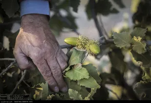احیای عرصه طبیعی سوخته کوه گردکی باغملک