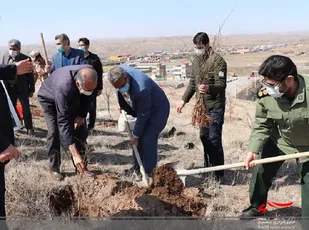 117 اصله نهال درختان غیرمثمر در شهرستان میانه غرس شد