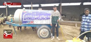 هزار راس دام سبک وسنگین در بخش مدرس شوشتر واکسینه شدند