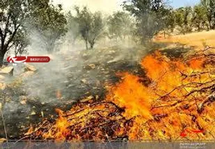 آتش سوزی جنگل های لنده مهار شد