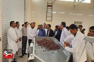افتتاح اولین کارخانه بسته بندی خرما در شهرستان بمپور