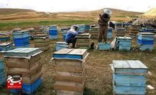 اشتغال وتولید با برداشت سالیانه ۵تن عسل توسط کار آفرین شوشتری