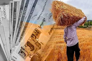 پرداخت ۸۱ درصد مطالبات گندمکاران کرمانشاه